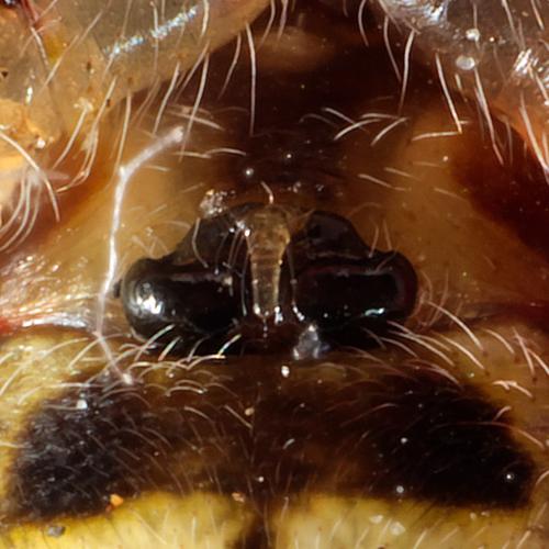 Réf. 298 913 : Cyclosa conica