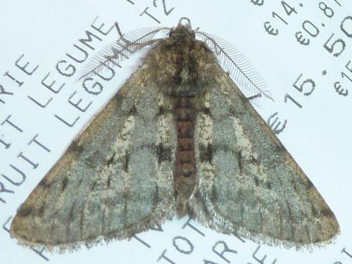 Phigalia pilosaria