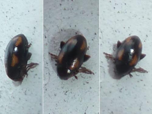 Réf. 298 321 : Phyllotreta exclamationis