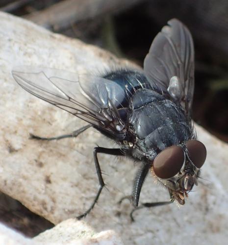 Réf. 298 037 : Calliphora vicina
