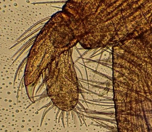 Erythraeus cinereus