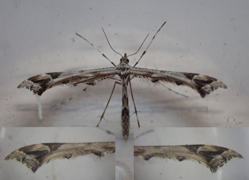 Amblyptilia acanthadactyla