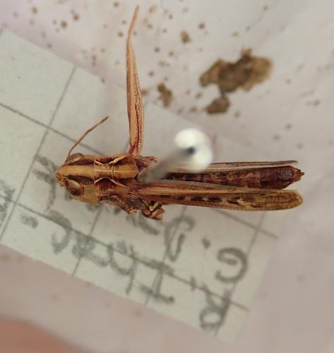 Réf. 298 482 : Omocestus petraeus