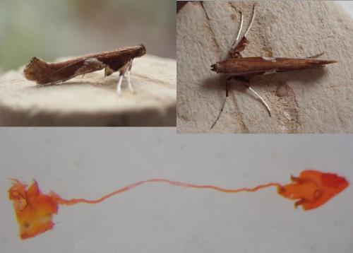 Caloptilia stigmatella