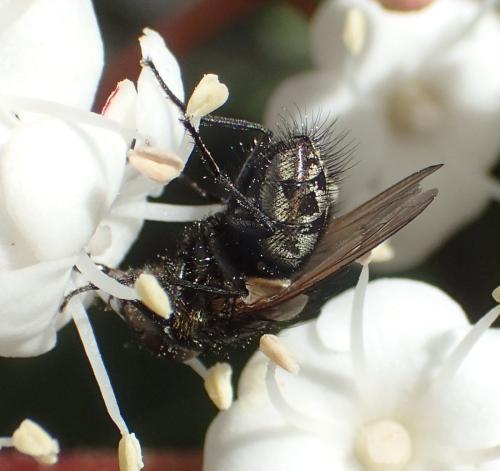Pollenia sp.