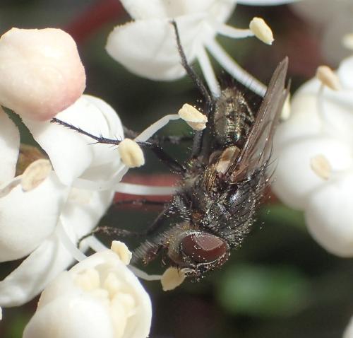 Réf. 298 391 : Pollenia sp.