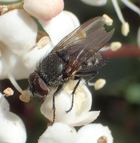 Pollenia sp.