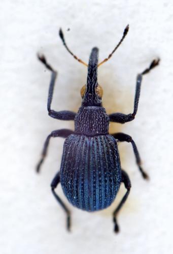 Cyanapion spencii