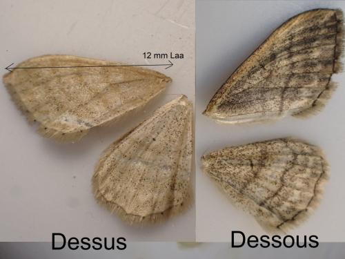 Réf. 298 477 : Idaea macilentaria