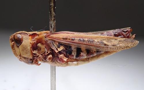 Réf. 298 483 : Omocestus petraeus