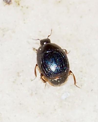 Réf. 298 610 : Kissister minimus