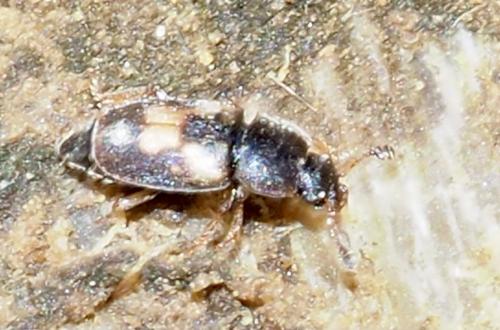 Nitidula flavomaculata