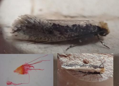 Monopis crocicapitella