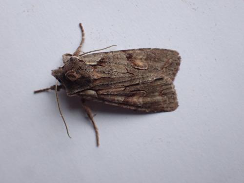 Lithophane furcifera