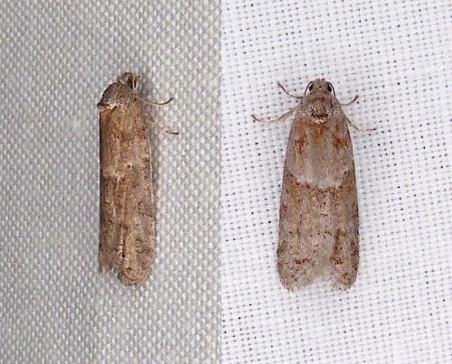 Réf. 298 809 : Tortricodes alternella