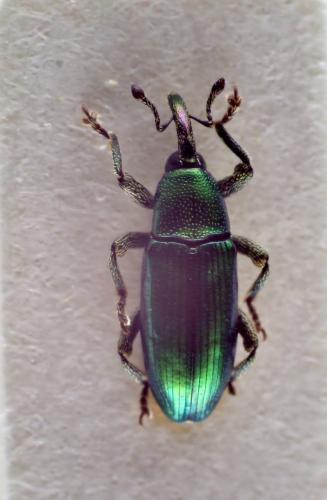 Réf. 298 785 : Aulacobaris cuprirostris