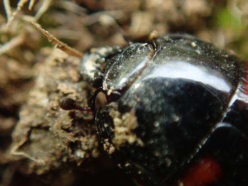 Hister quadrimaculatus