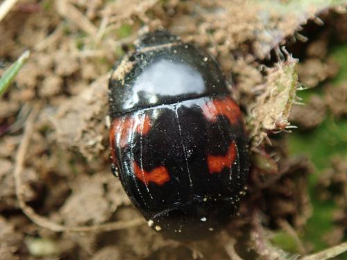 Hister quadrimaculatus