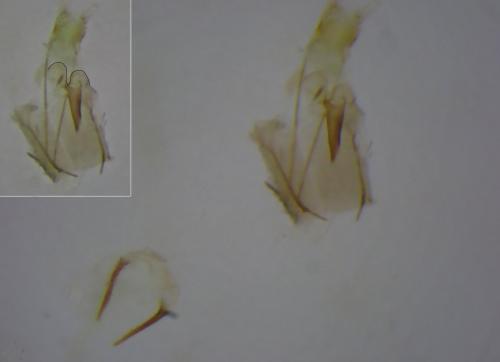 Amblyptilia acanthadactyla