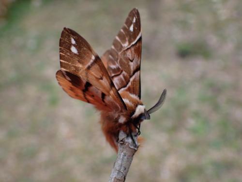 Endromis versicolora
