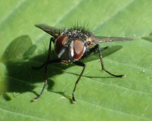 Réf. 298 254 : Carcelia sp.