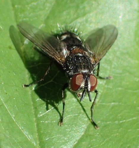 Carcelia sp.