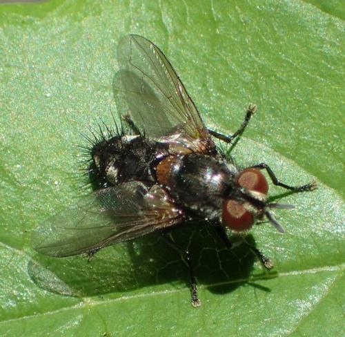 Carcelia sp.