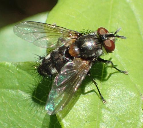 Carcelia sp.