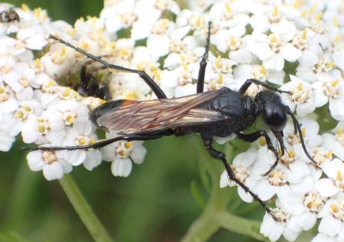 Podalonia hirsuta