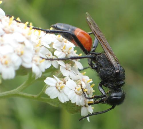 Podalonia hirsuta