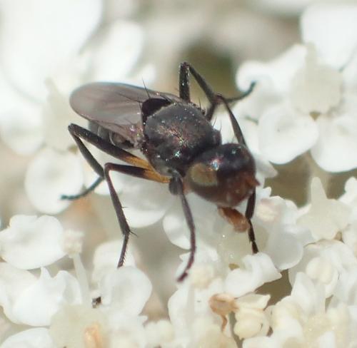 Réf. 298 547 : Saltella sphondylii
