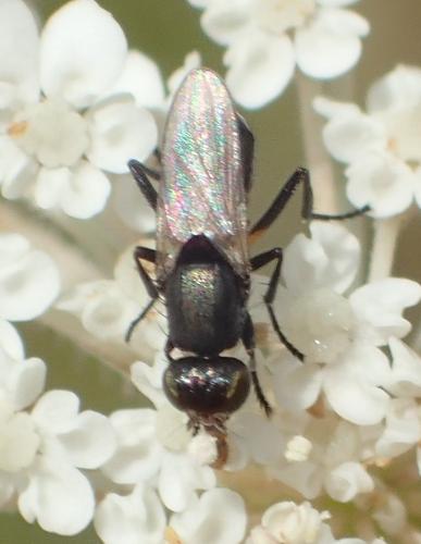 Réf. 298 548 : Saltella sphondylii