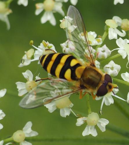 Syrphus sp.