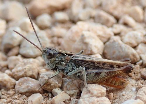 Réf. 298 626 : Omocestus haemorrhoidalis haemorrhoidalis
