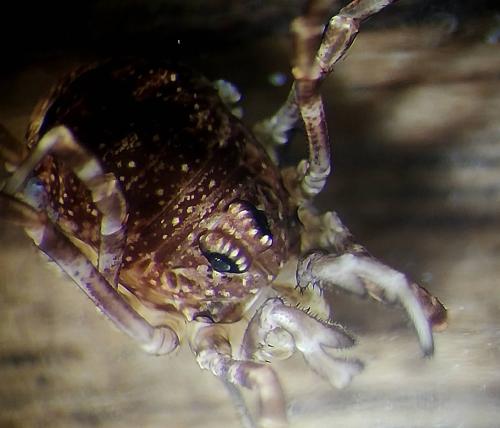 Réf. 298 353 : Rilaena triangularis