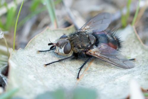 Peleteria meridionalis