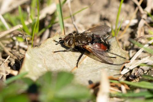 Peleteria meridionalis