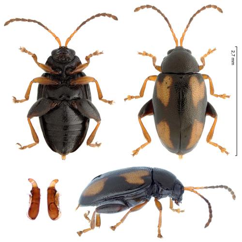 Phyllotreta ochripes