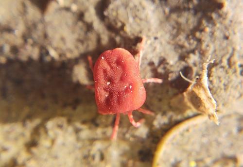 Trombidium sp.