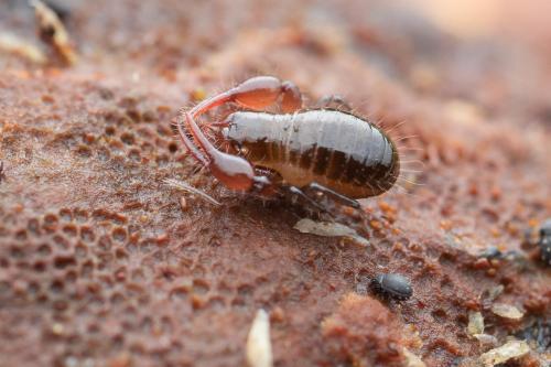 Neobisium sp.