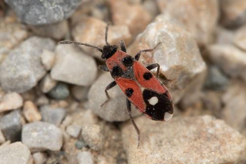 Horvathiolus superbus