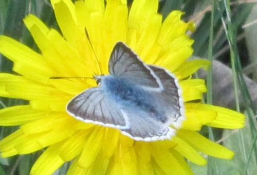 Réf. 298 678 : Polyommatus sp.