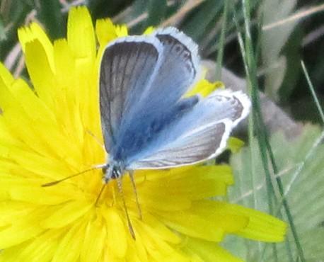 Réf. 298 715 : Polyommatus sp.
