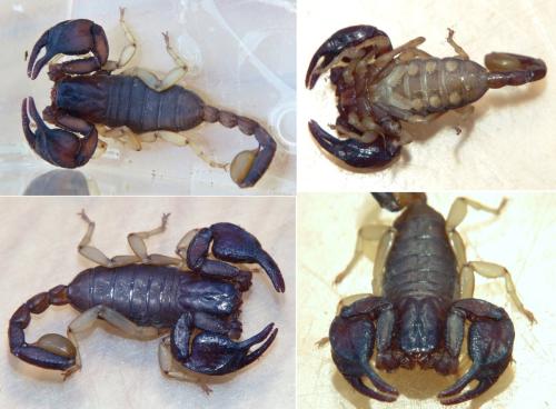 Euscorpius tergestinus