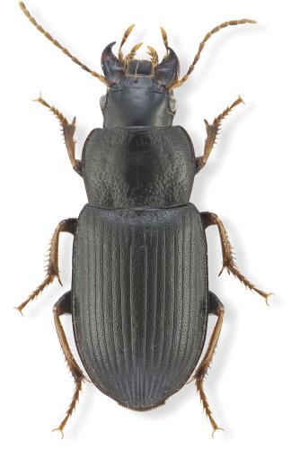 Réf. 298 690 : Semiophonus signaticornis