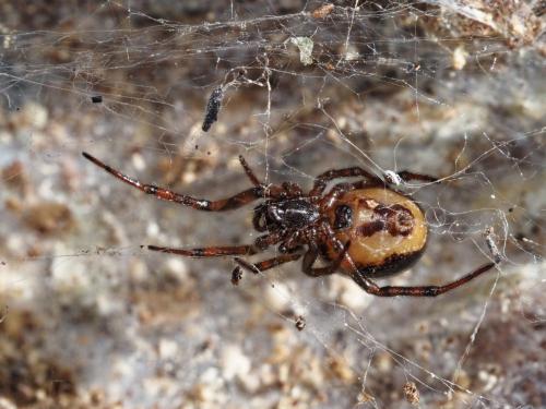 Steatoda bipunctata