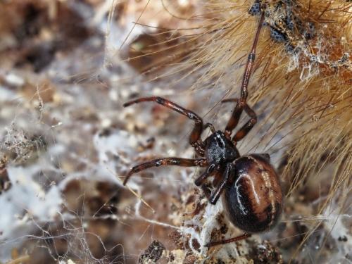 Steatoda bipunctata