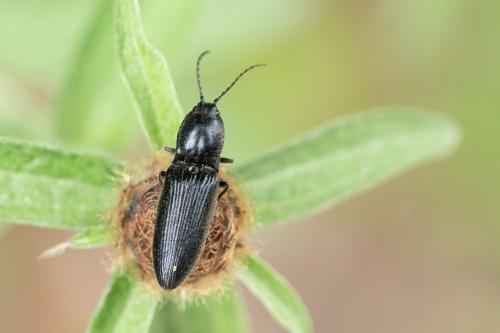 Réf. 298 622 : Hemicrepidius sp.