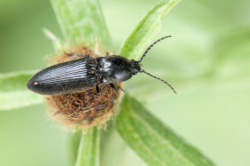 Réf. 298 623 : Hemicrepidius sp.