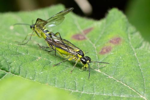 Réf. 298 814 : Tenthredo mesomela